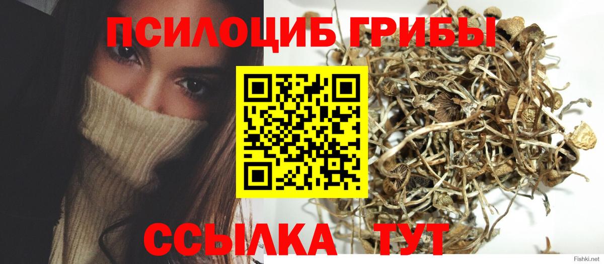 Псилоцибиновые грибы Psilocybe  Псилоцибиновые грибы MAGIC MUSHROOMS  хочу   Вход с VPN  Гусев 
